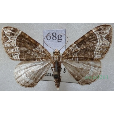 Ecliptopera silaceata (Denis & Schiffermüller, 1775) Paśnik niecierpek Czech68g